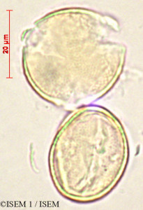 Adenocarpus hispanicus - lame n° 27855